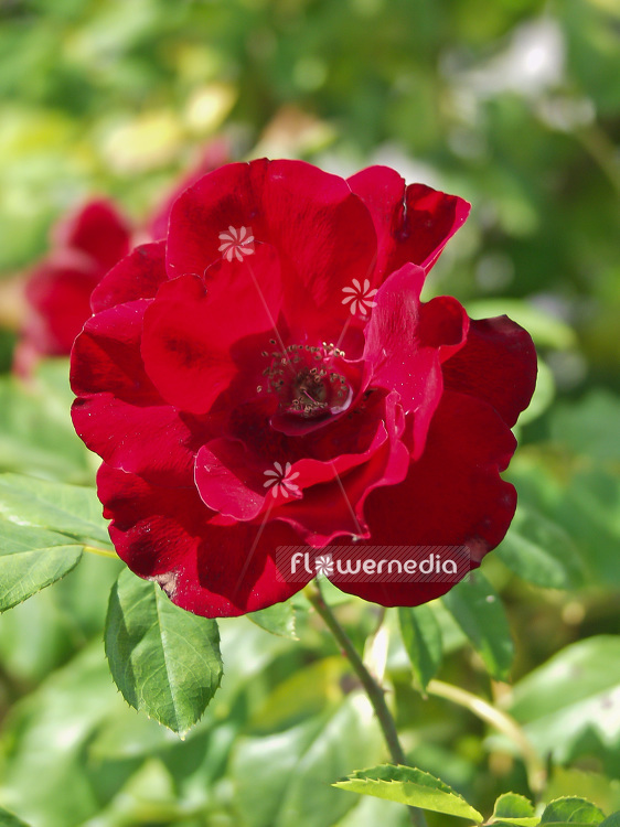 Rosa 'Schwarzer Samt' - Rambler rose (101735)