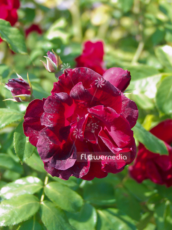 Rosa 'Schwarzer Samt' - Rambler rose (101736)