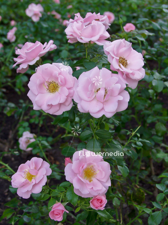 Rosa 'Sommermorgen' - Rose (101737)