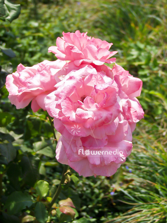 Rosa 'The Elisabeth Rose' - Rose (102105)