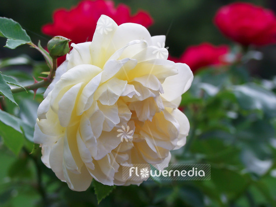 Rosa 'Yellow Romantica' - Rose (101745)