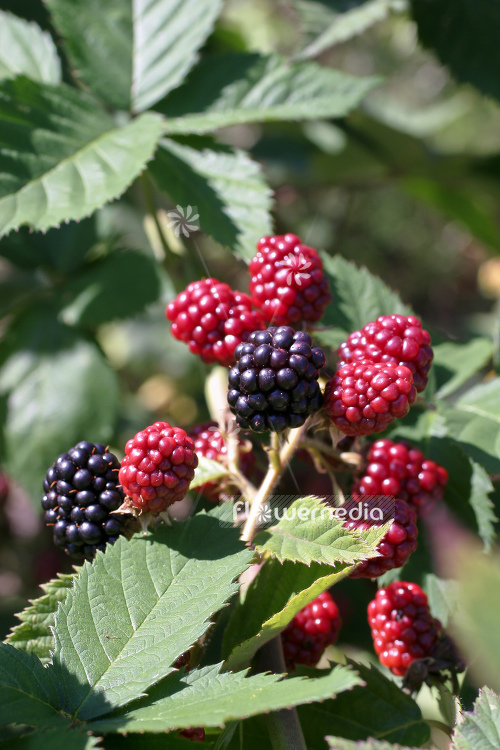 Rubus fruticosus - Blackberry (104631)