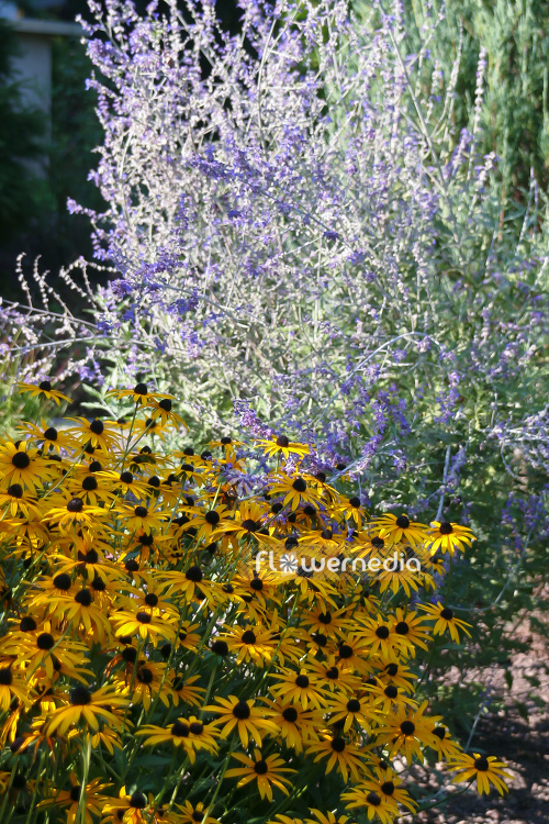 Rudbeckia fulgida var. sullivantii 'Goldsturm' - Glowing coneflower (104642)