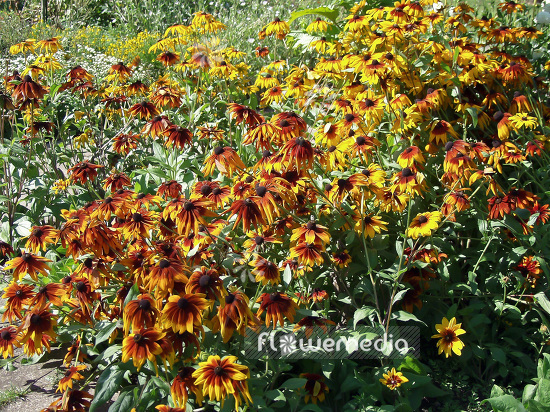 Rudbeckia hirta 'Marmelade' - Hairy coneflower (101757)