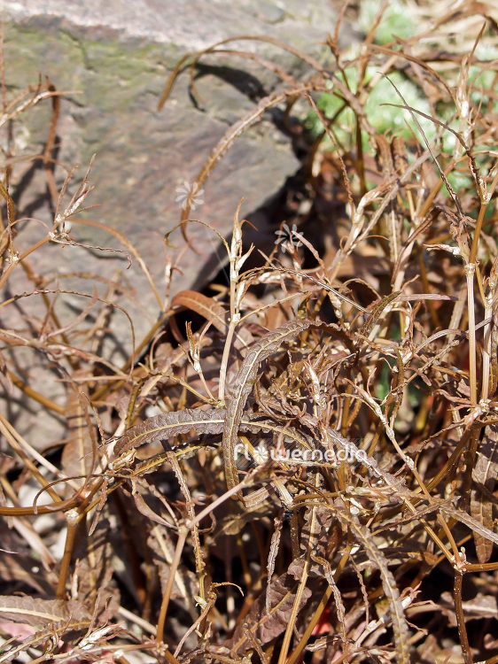 Rumex flexuosus - Bronze sorrel (101768)