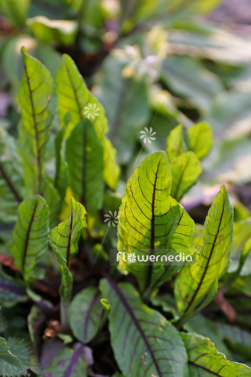 Rumex sanguineus - Bloody dock (101769)