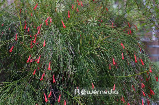 Russelia equisetiformis - Fountain bush (104662)