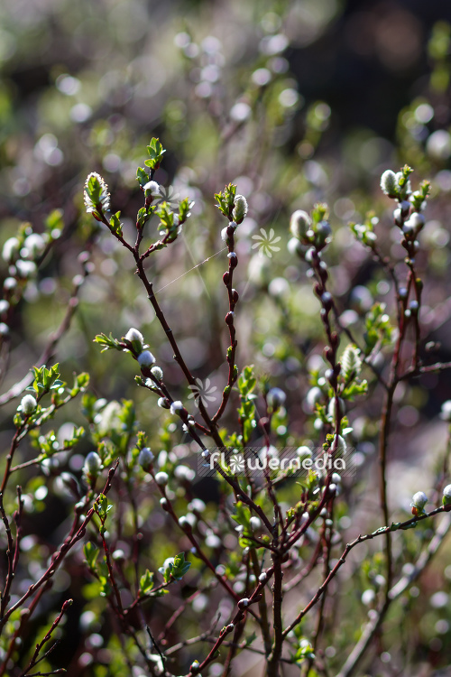 Salix hastata - Halberd willow (104676)