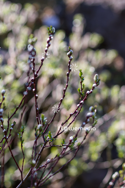 Salix hastata - Halberd willow (104677)