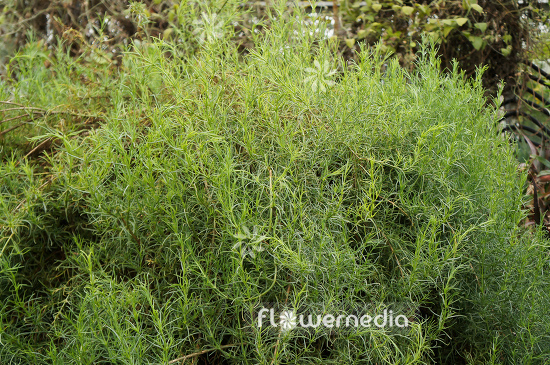 Salsola oppositifolia - Saltwort (104683)