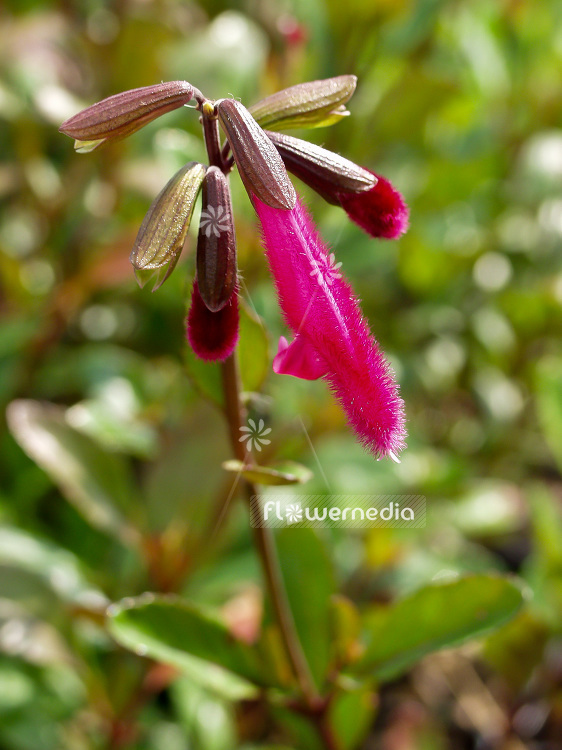 Salvia buchananii - Buchanan's sage (102109)