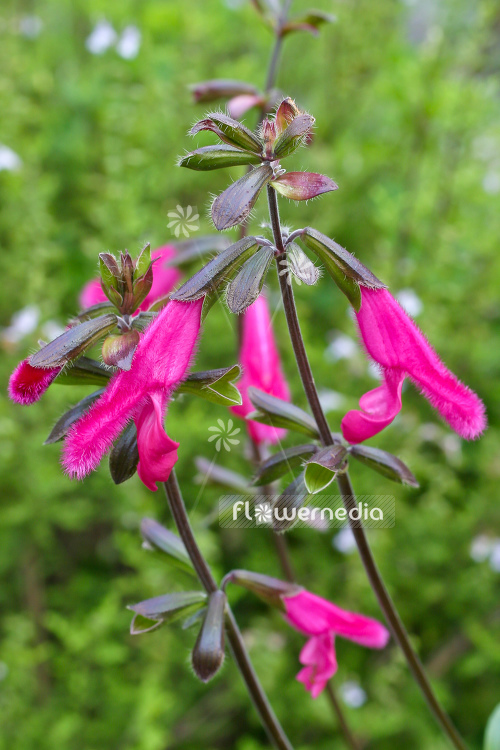 Salvia buchananii - Buchanan's sage (104688)