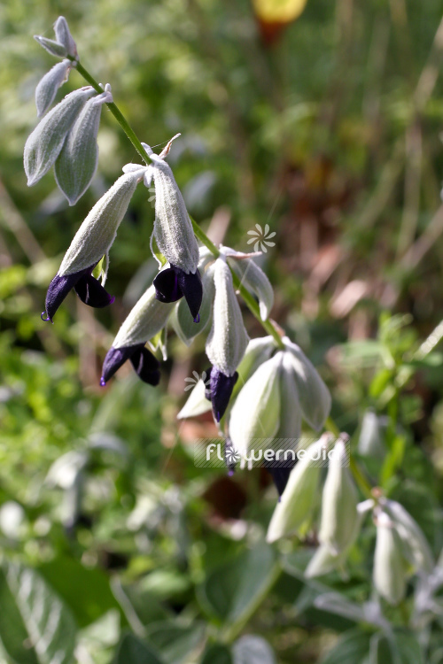 Salvia discolor - Peruvian sage (104694)