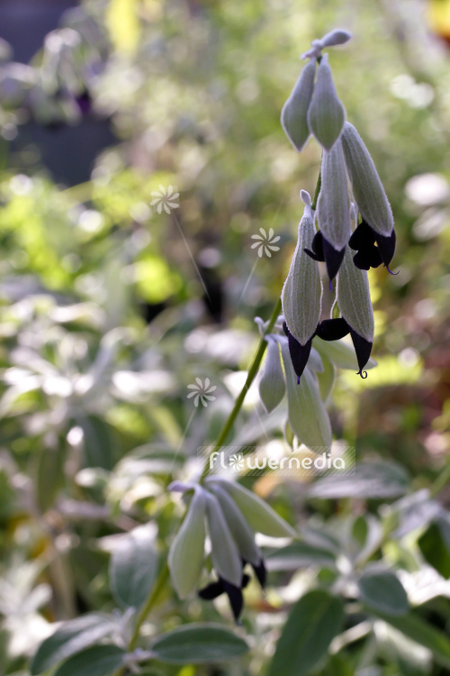 Salvia discolor - Peruvian sage (104695)