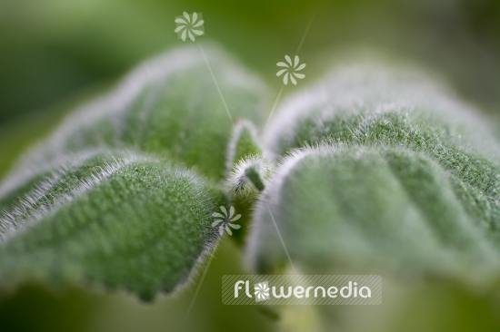 Salvia dorisiana - Fruit sage (104700)