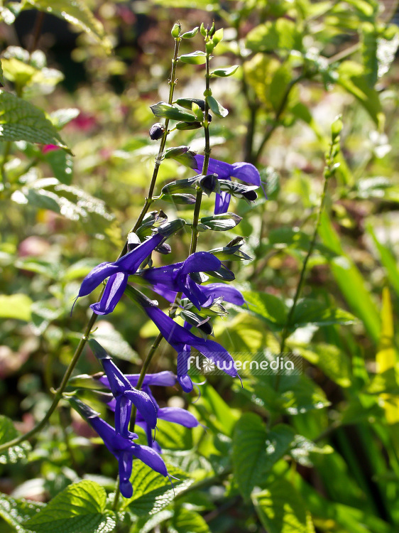 Salvia guaranitica - Anise-scented sage (101793)