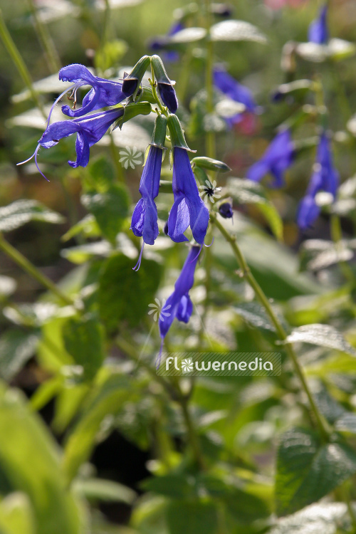 Salvia guaranitica - Anise-scented sage (104727)