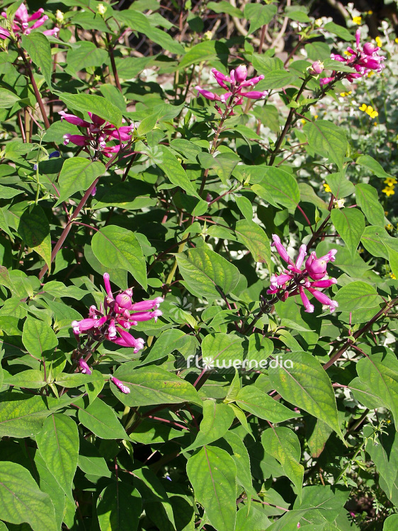 Salvia involucrata - Rosy-leaf sage (101795)