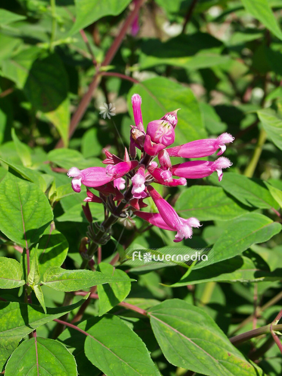 Salvia involucrata - Rosy-leaf sage (101796)
