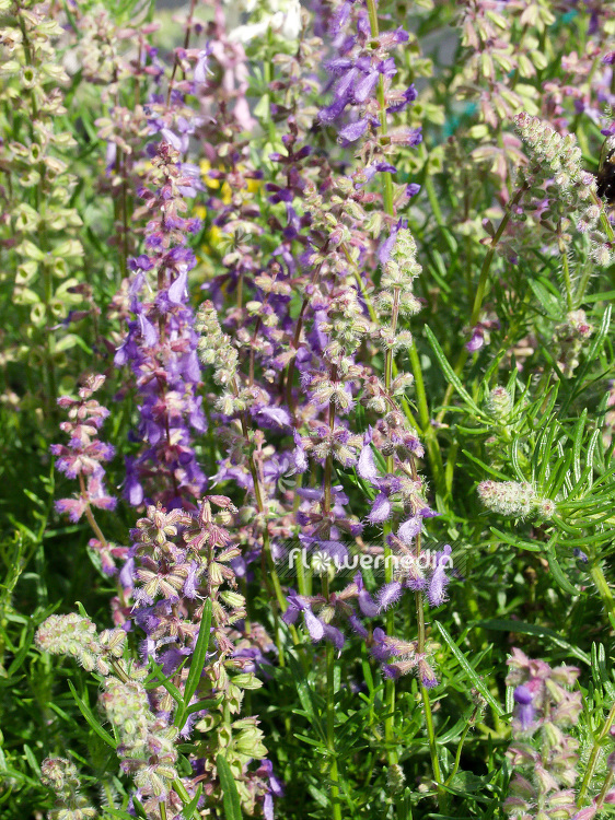 Salvia jurisicii - Balkan sage (101799)