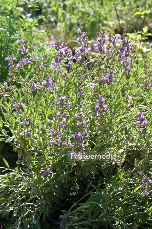 Salvia lavandulifolia - Spanish sage (104730)