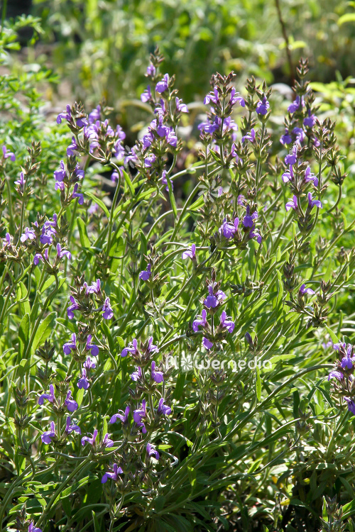 Salvia lavandulifolia - Spanish sage (104731)