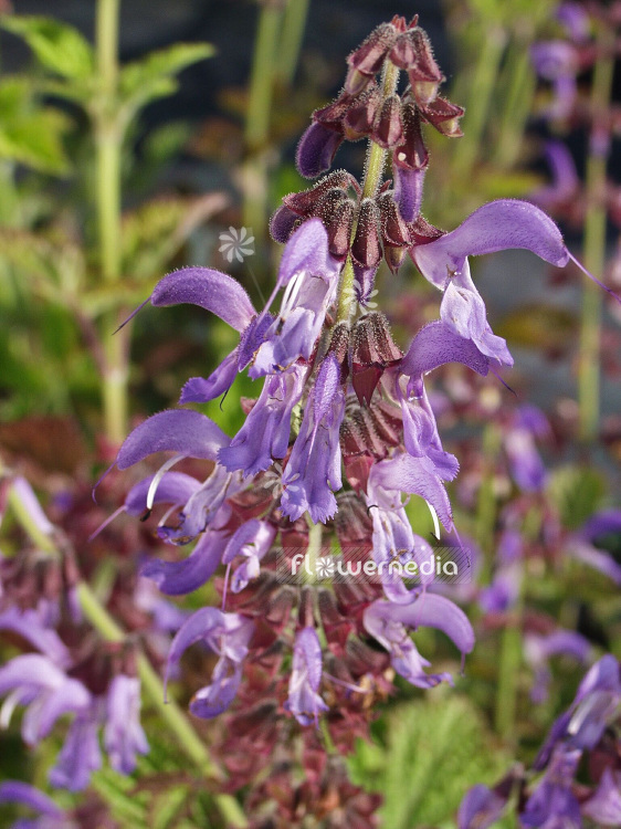 Salvia miltiorrhiza - Red sage (101804)