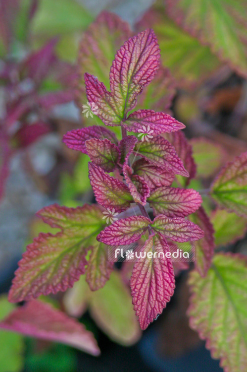 Salvia miltiorrhiza - Red sage (102112)