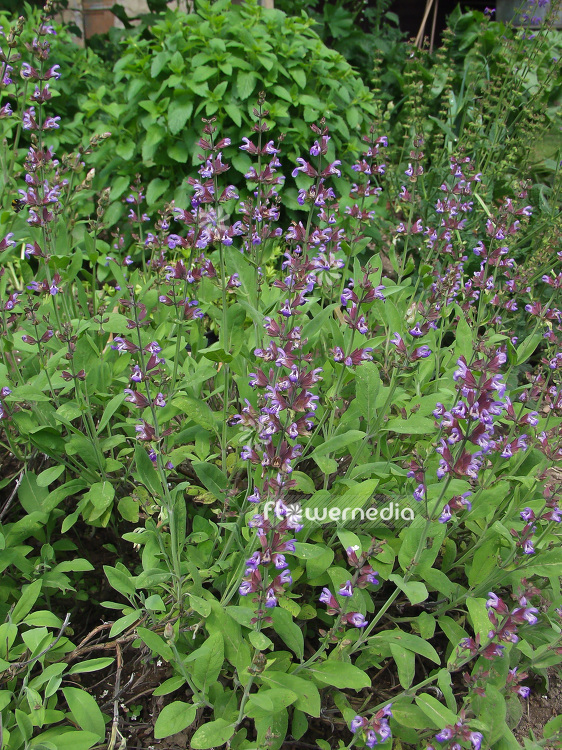 Salvia officinalis - Common sage (101809)