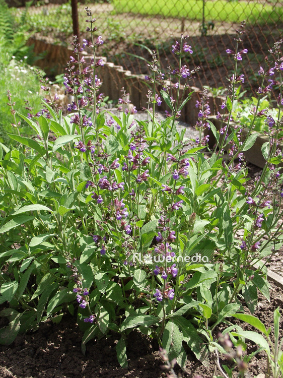 Salvia officinalis - Common sage (102113)