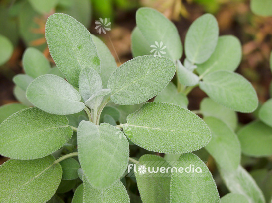 Salvia officinalis 'Major' - Broad-leaved sage (101818)