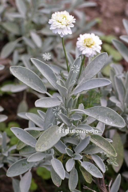 Salvia officinalis 'Nazareth' - Sage (101820)
