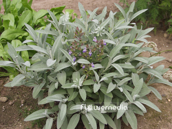 Salvia officinalis 'Nazareth' - Sage (101821)