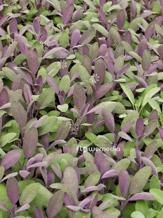 Salvia officinalis 'Purpurascens' - Purple sage (101822)