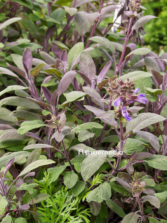 Salvia officinalis 'Purpurascens' - Purple sage (101823)