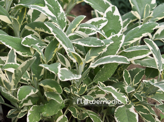 Salvia officinalis 'Variegata' - Variegated sage (101828)