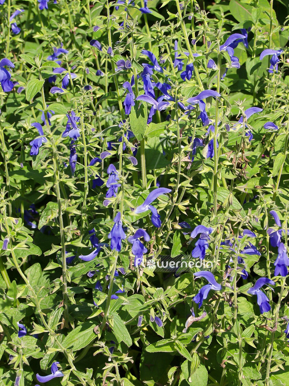 Salvia patens - Gentian sage (101829)