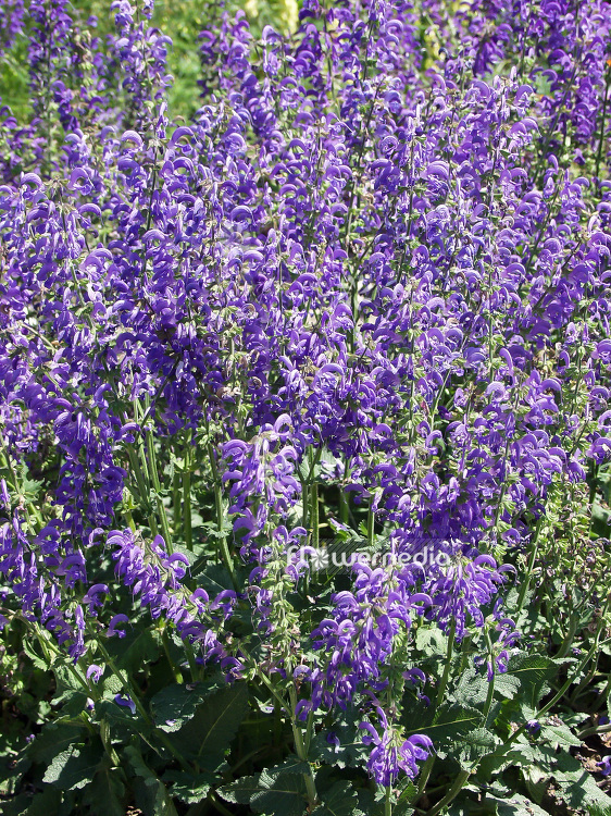 Salvia pratensis - Meadow clary (101830)