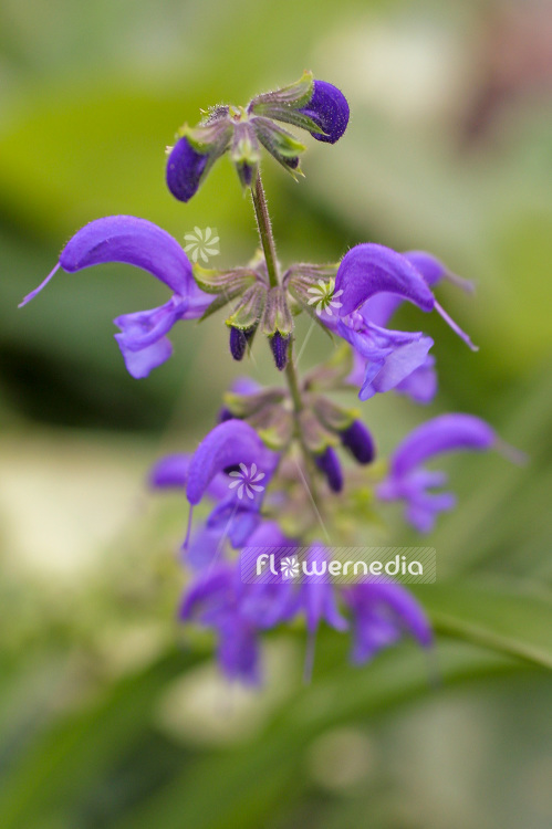 Salvia pratensis - Meadow clary (101832)