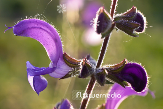 Salvia pratensis - Meadow clary (101833)