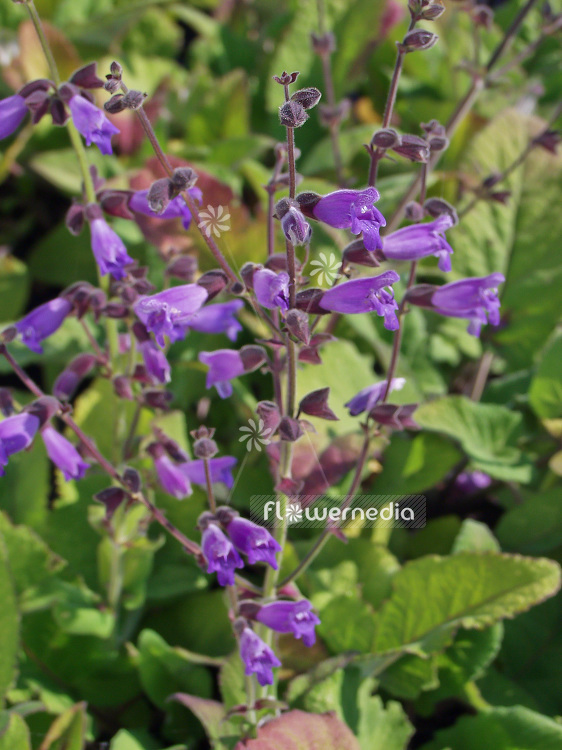 Salvia przewalskii - Tibetan Sage (101835)