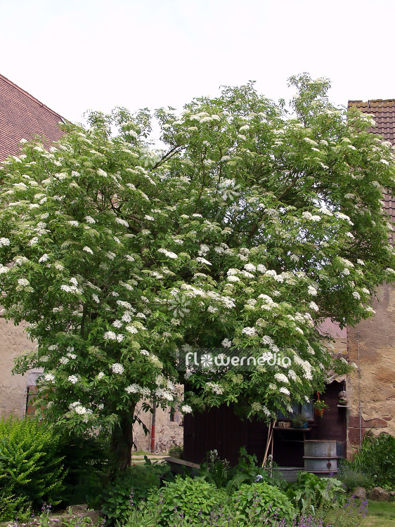 Sambucus nigra - Common elder (101853)