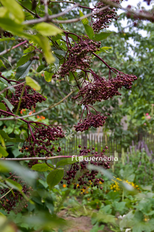 Sambucus nigra - Common elder (104781)