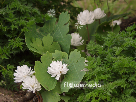 Sanguinaria canadensis f. multiplex 'Plena' - Double red puccoon (105714)