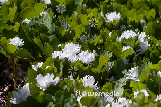 Sanguinaria canadensis f. multiplex 'Plena' - Double red puccoon (105738)