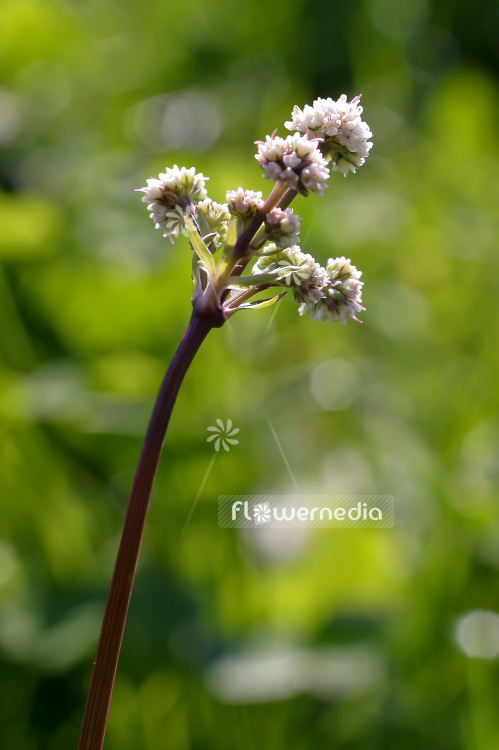 Sanicula europaea - Wood sanicle (101860)