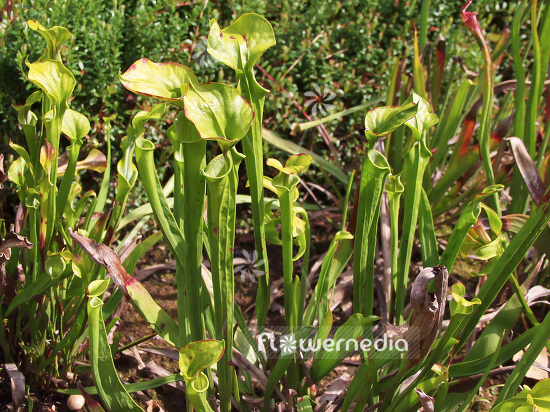 Sarracenia flava - Yellow pitcher plant (102116)