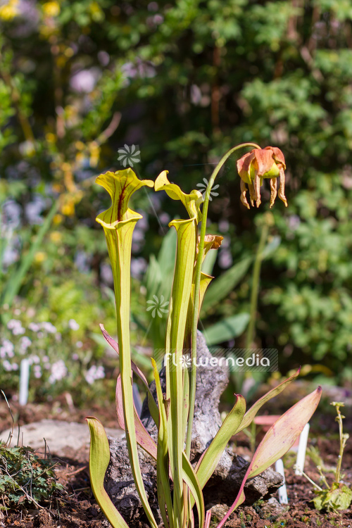 Sarracenia flava - Yellow pitcher plant (104805)