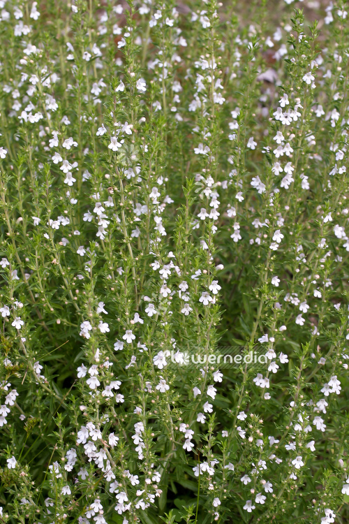 Satureja montana - Winter savory (104807)