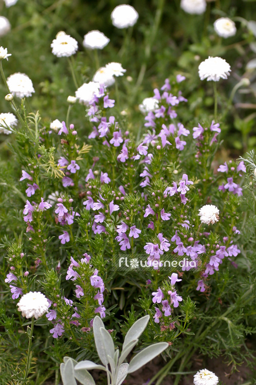 Satureja montana 'Purple Mountain' - Purple winter savory (101869)